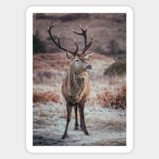 'Frosty Autumn Highland Stag', Glen Etive, Glencoe. Sticker